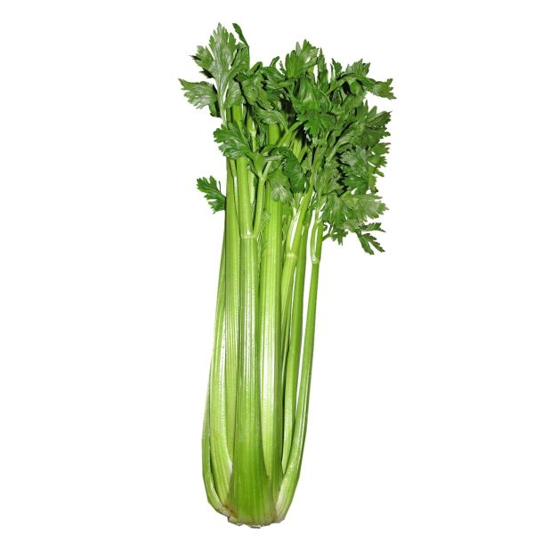 Celery Iran (Pack)