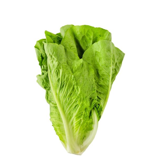 Lettuce Romain Iran (Pack)