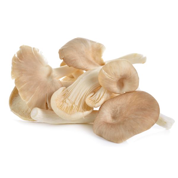 Mushroom Oyster Netherlands (Pack)